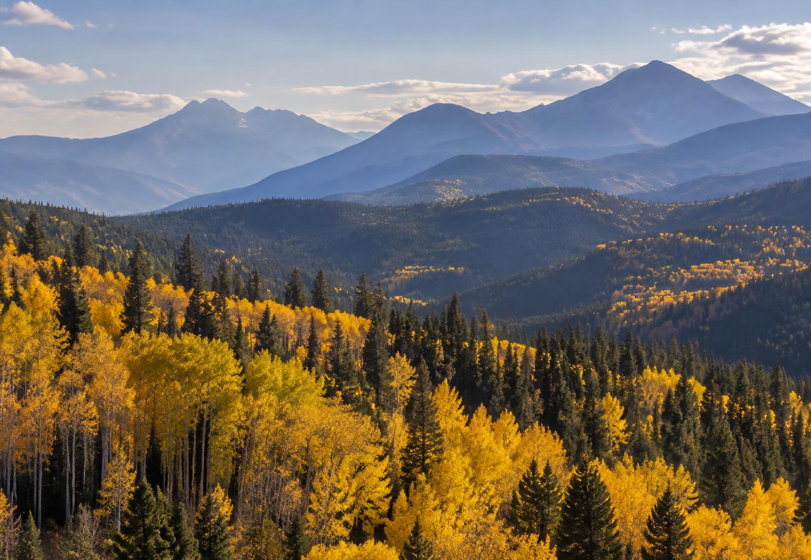 Golden aspen grove in the Colorado high country